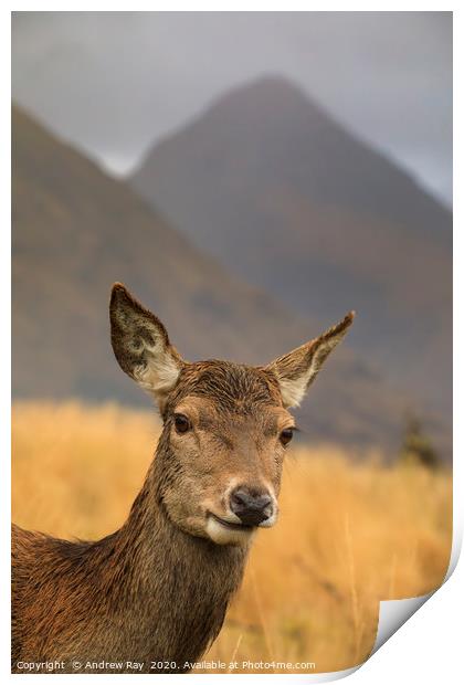 Hind Deer in Glen Etive Print by Andrew Ray