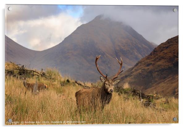 Deer in the Scottish Highlands Acrylic by Andrew Ray