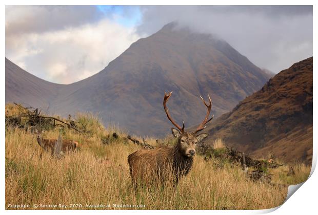 Deer in the Scottish Highlands Print by Andrew Ray