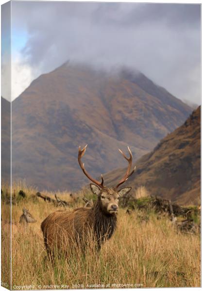 Deer in the Scottish Highlands. Canvas Print by Andrew Ray