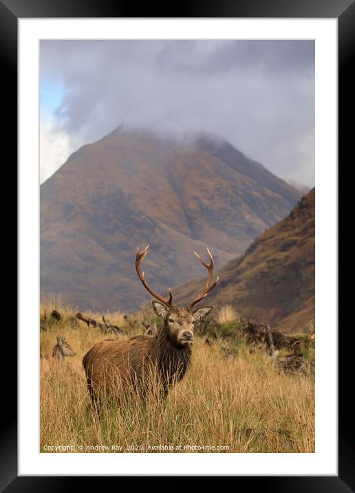 Deer in the Scottish Highlands. Framed Mounted Print by Andrew Ray