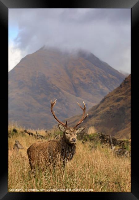 Deer in the Scottish Highlands. Framed Print by Andrew Ray