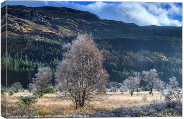 Glen Goil on a frosty morning Canvas Print by Andrew Ray