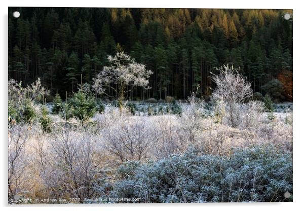 Frost in Glen Goil Acrylic by Andrew Ray
