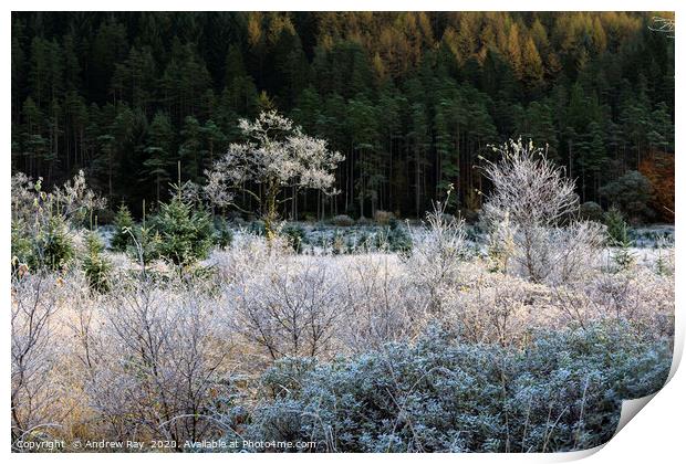 Frost in Glen Goil Print by Andrew Ray