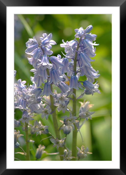 Bluebell 2 Framed Mounted Print by Chris Day