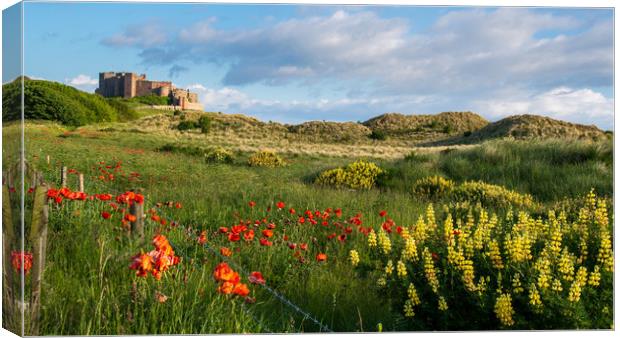 Bamburgh poppies Canvas Print by Marcia Reay