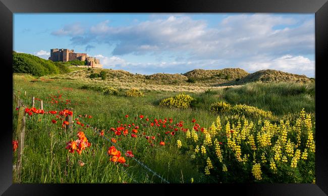 Bamburgh poppies Framed Print by Marcia Reay