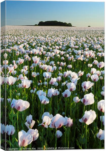 Opium Poppies at West Morden Canvas Print by Andrew Ray