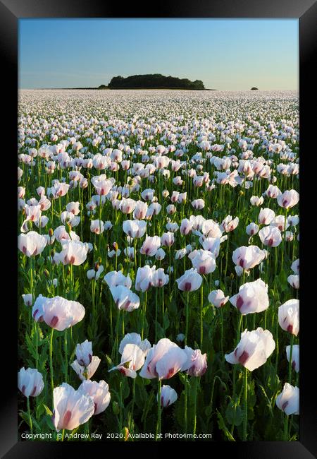 Opium Poppies at West Morden Framed Print by Andrew Ray
