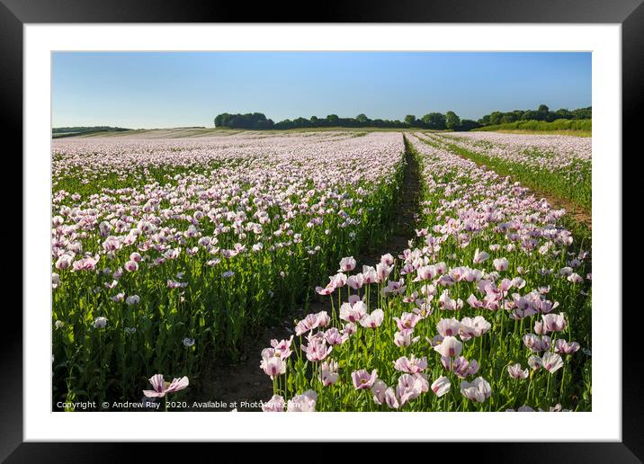 Track through Opium Poppies Framed Mounted Print by Andrew Ray