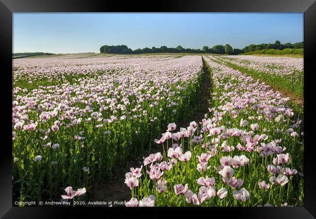 Track through Opium Poppies Framed Print by Andrew Ray