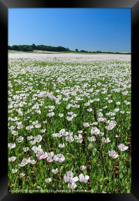 Field of Opium Poppies (Dorset) Framed Print by Andrew Ray