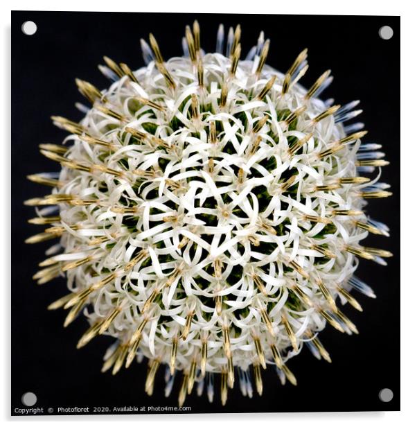 Echinops globe Acrylic by  Photofloret
