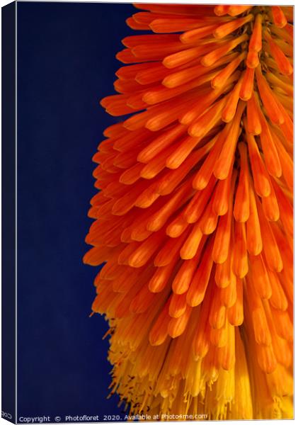 Orange Kniphofia Canvas Print by  Photofloret
