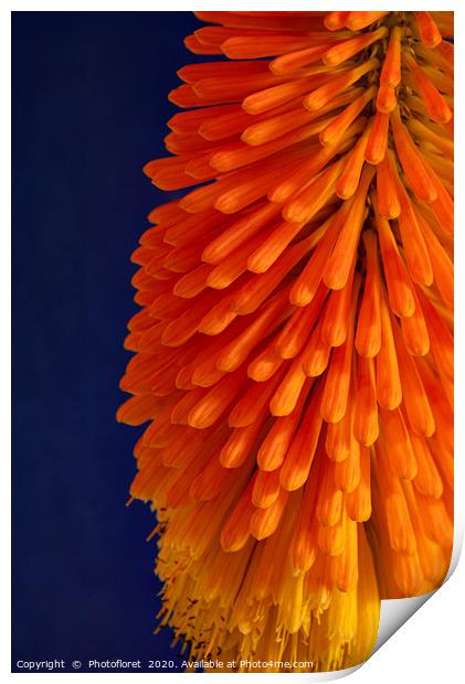 Orange Kniphofia Print by  Photofloret