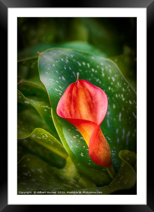 Red Calla Lily Framed Mounted Print by Gilbert Hurree