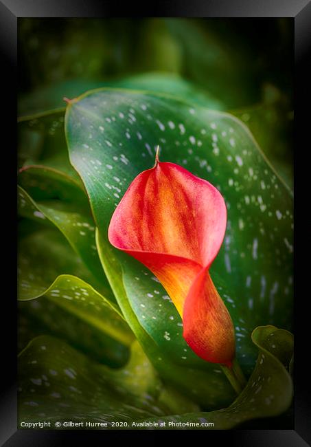Red Calla Lily Framed Print by Gilbert Hurree