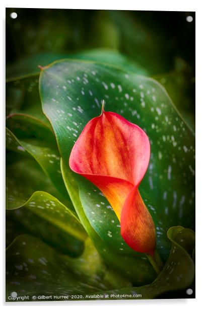 Red Calla Lily Acrylic by Gilbert Hurree