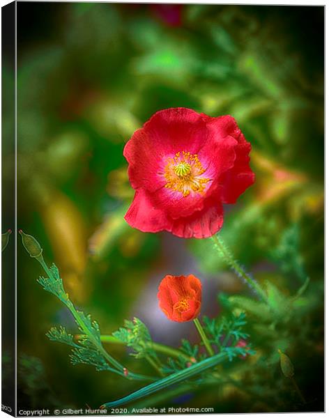 Red Poppies Canvas Print by Gilbert Hurree