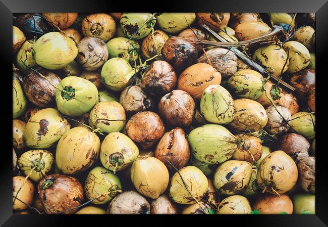 coconuts displayed at the market Framed Print by federico stevanin