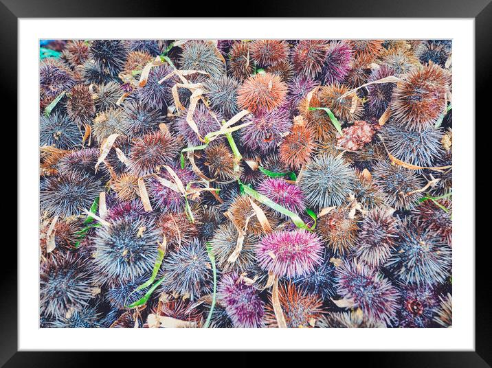 top view of many sea urchins Framed Mounted Print by federico stevanin
