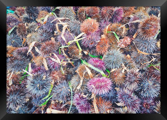 top view of many sea urchins Framed Print by federico stevanin