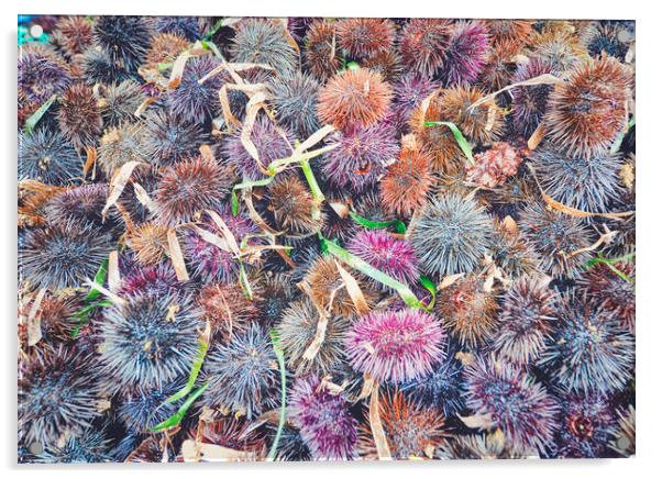 top view of many sea urchins Acrylic by federico stevanin