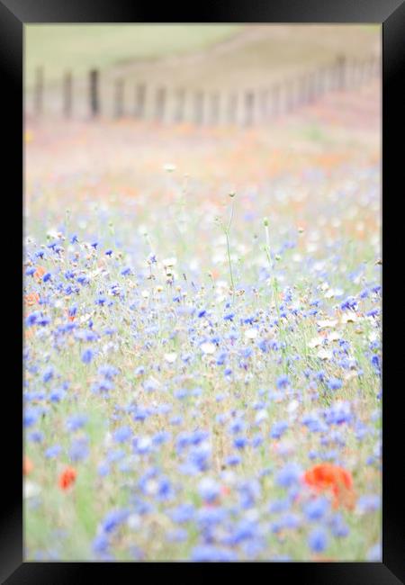 Wildflower Meadow Framed Print by Graham Custance