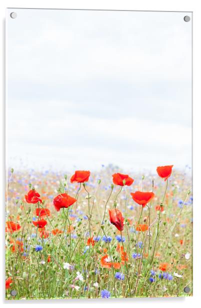 Poppies Acrylic by Graham Custance