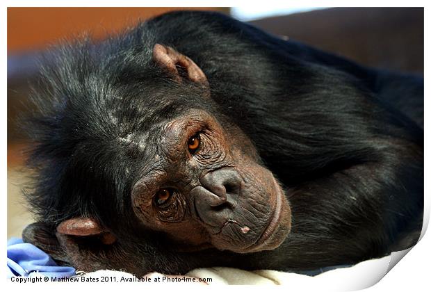 Chimpanzee Stare Print by Matthew Bates