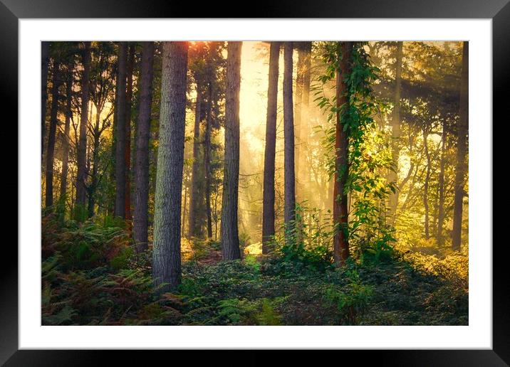 Looking into the mysterious forest Framed Mounted Print by Simon Marlow