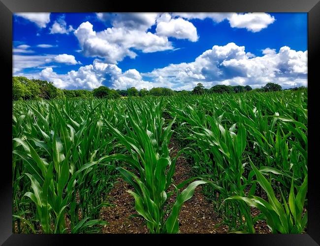 Perspective view through a Sweetcorn field Framed Print by Simon Marlow