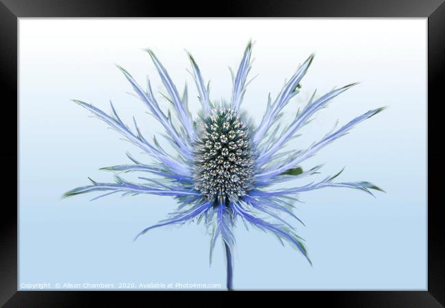 Sea Holly Single Framed Print by Alison Chambers