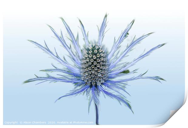 Sea Holly Single Print by Alison Chambers