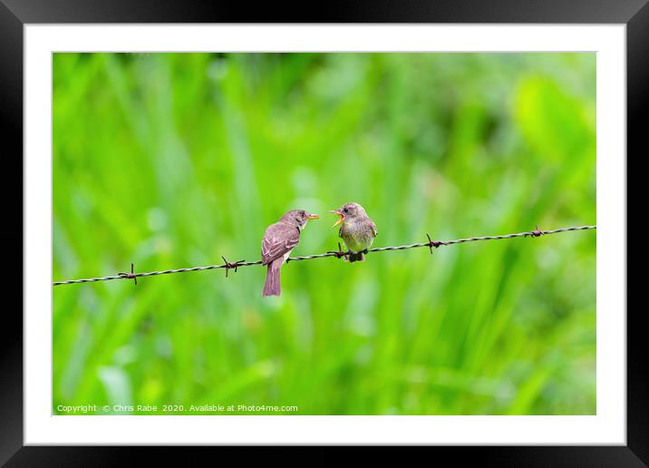 Ochraceous Pewee juvenile being fed Framed Mounted Print by Chris Rabe