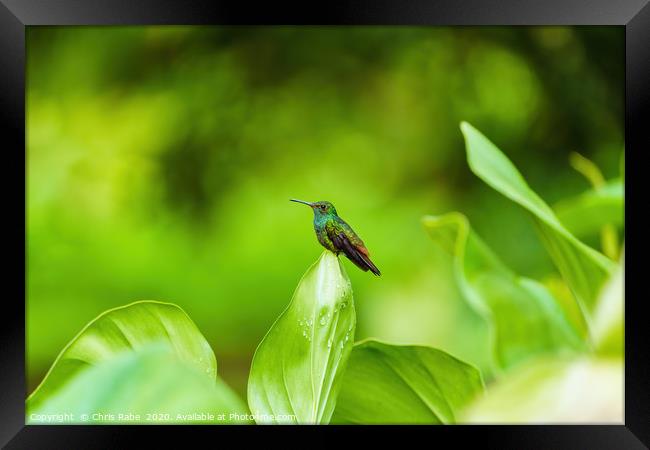 Rufous-Tailed Hummingbird Framed Print by Chris Rabe