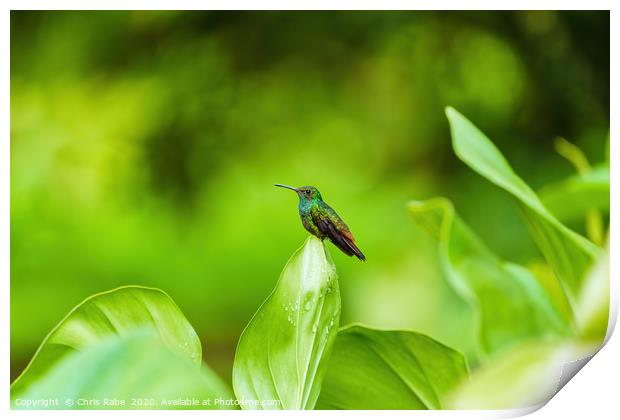 Rufous-Tailed Hummingbird Print by Chris Rabe