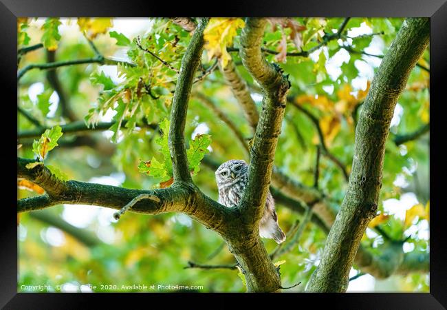 Little Owl staring into camera from between branch Framed Print by Chris Rabe