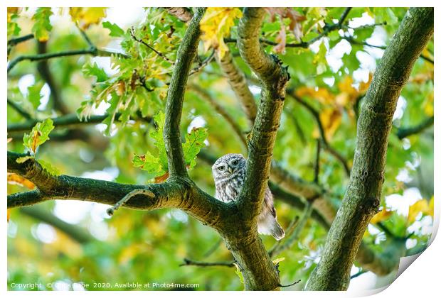 Little Owl staring into camera from between branch Print by Chris Rabe