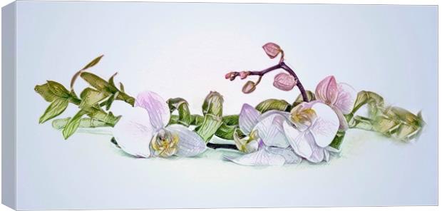 Orchid  Canvas Print by Beryl Curran