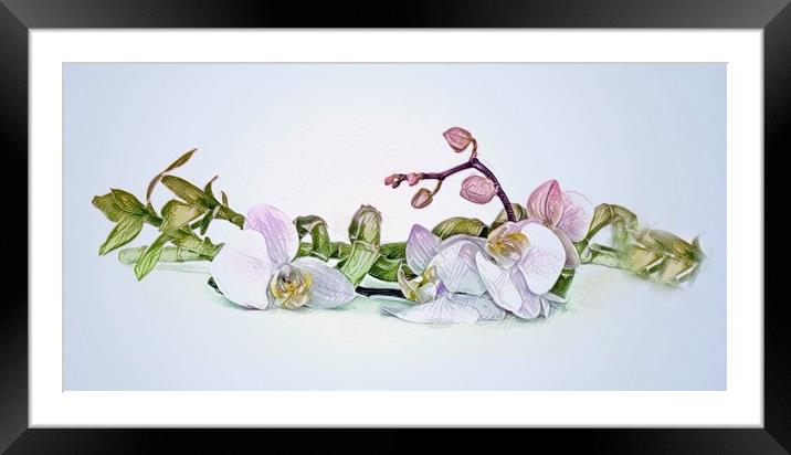 Orchid  Framed Mounted Print by Beryl Curran