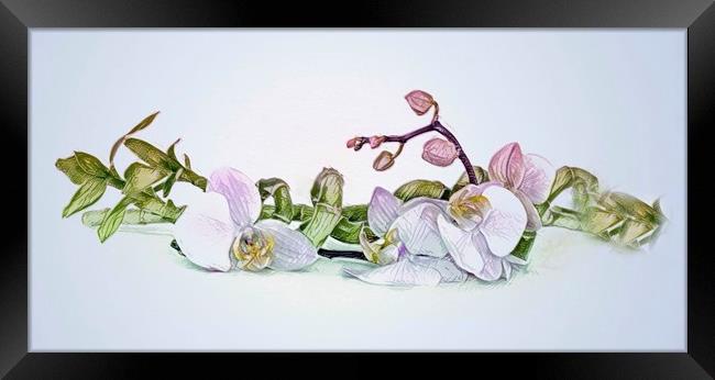 Orchid  Framed Print by Beryl Curran