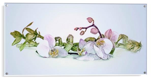 Orchid  Acrylic by Beryl Curran