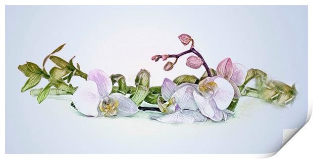 Orchid  Print by Beryl Curran