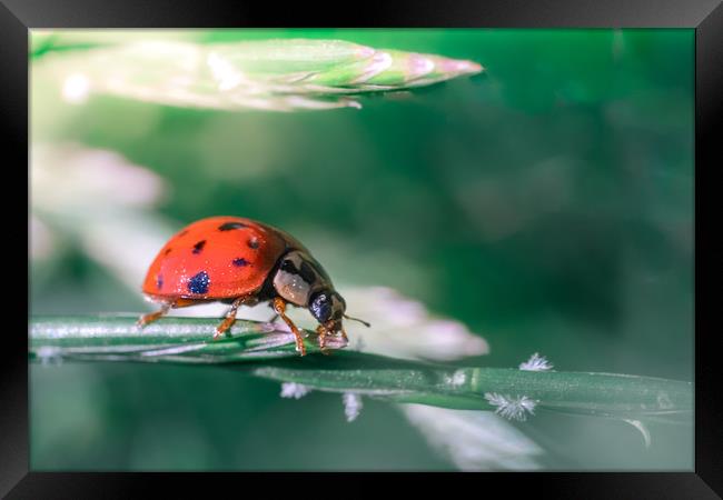 Bug Lady Framed Print by Mark Jones