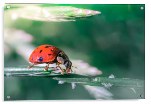 Bug Lady Acrylic by Mark Jones