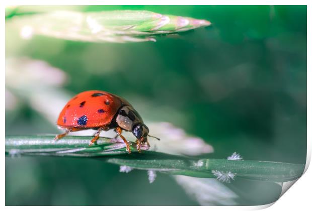 Bug Lady Print by Mark Jones