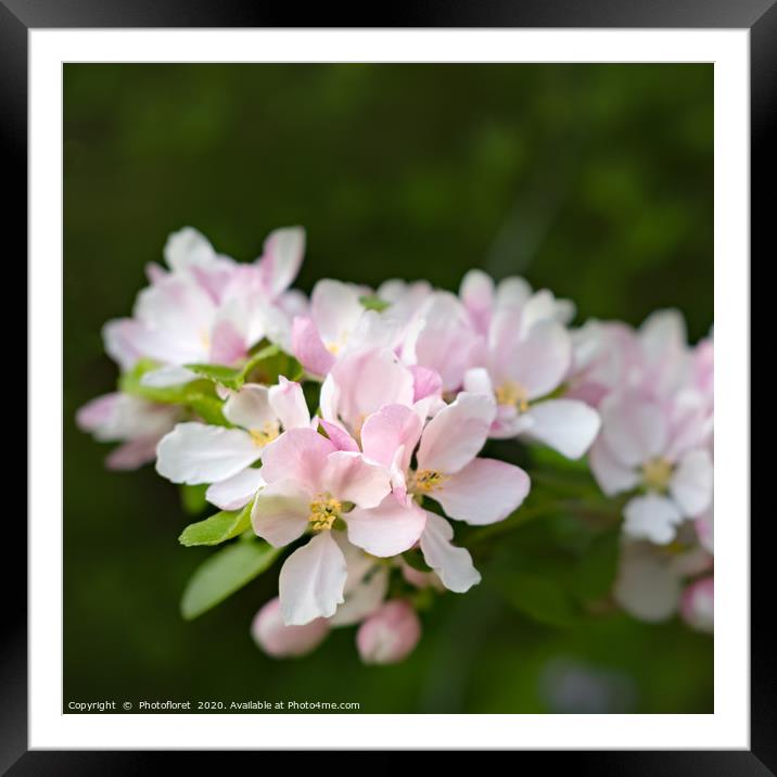 Apple Blossom Framed Mounted Print by  Photofloret