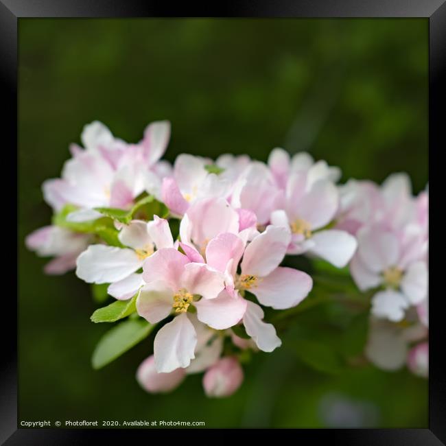 Apple Blossom Framed Print by  Photofloret
